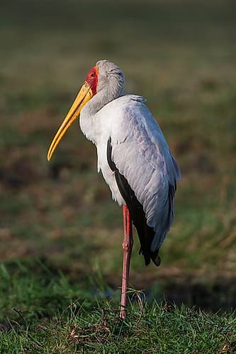 A yellow-billed stork-Mycteria ibis-in Chobe National Park Botswana Art Print